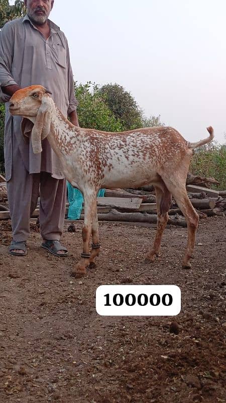 Female goats makkhi cheeni and other 1