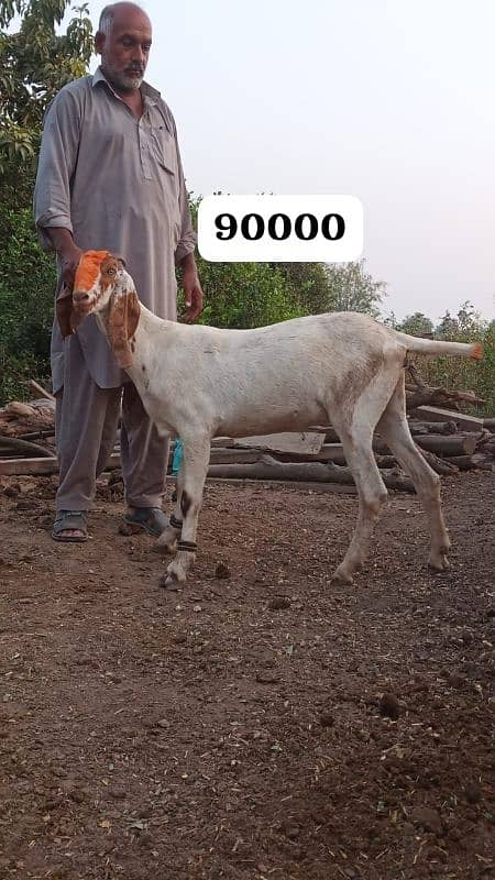 Female goats makkhi cheeni and other 3