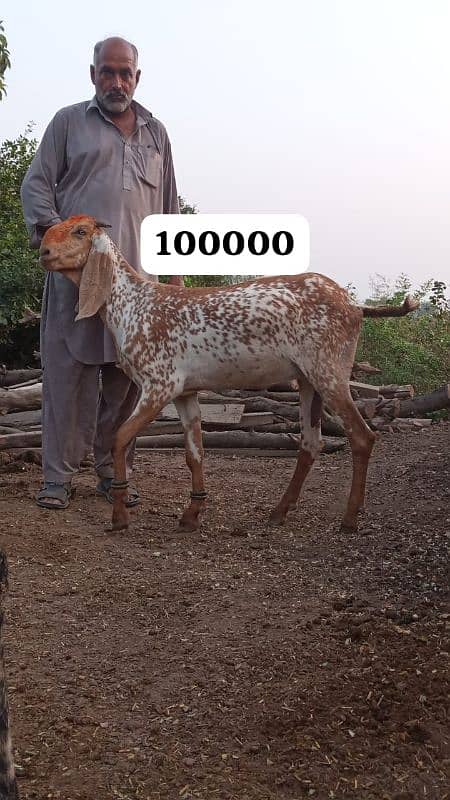 Female goats makkhi cheeni and other 4