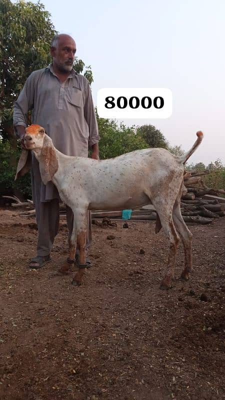 Female goats makkhi cheeni and other 5