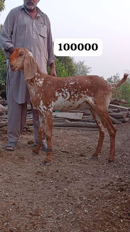 Female goats makkhi cheeni and other 6