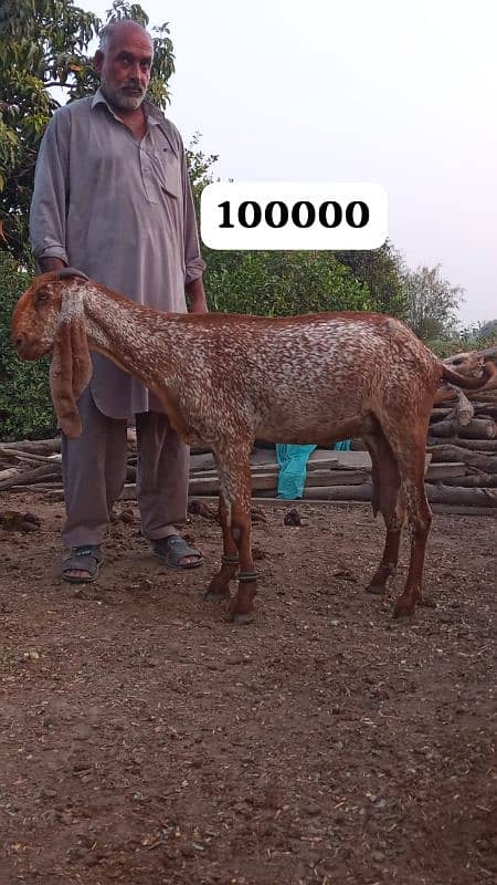 Female goats makkhi cheeni and other 8