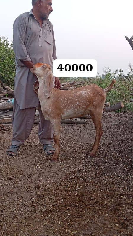 Female goats makkhi cheeni and other 11