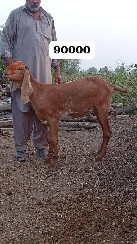 Female goats makkhi cheeni and other 12