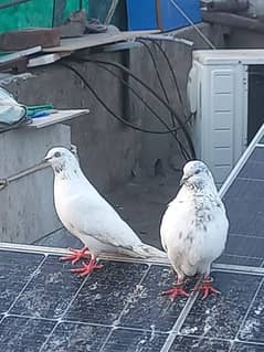 Sialkot pigeon kabootar pair Sialkoti jora