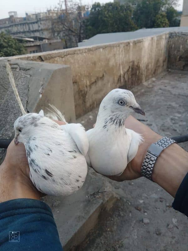 Sialkot pigeon kabootar pair Sialkoti jora 1