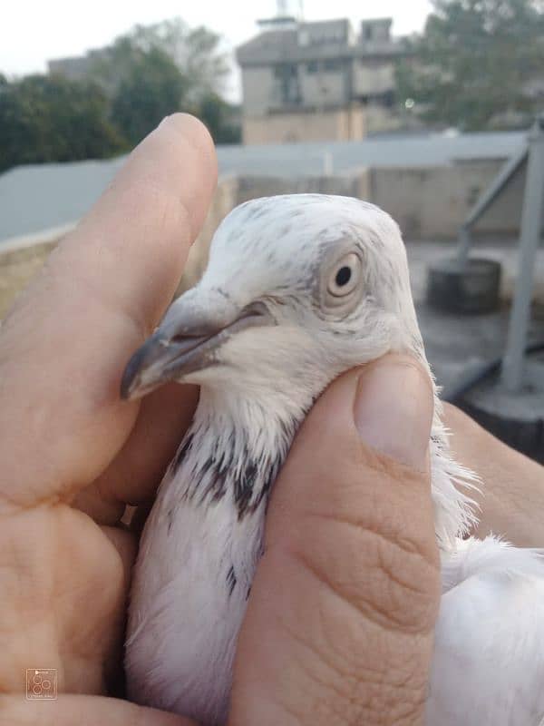 Sialkot pigeon kabootar pair Sialkoti jora 2