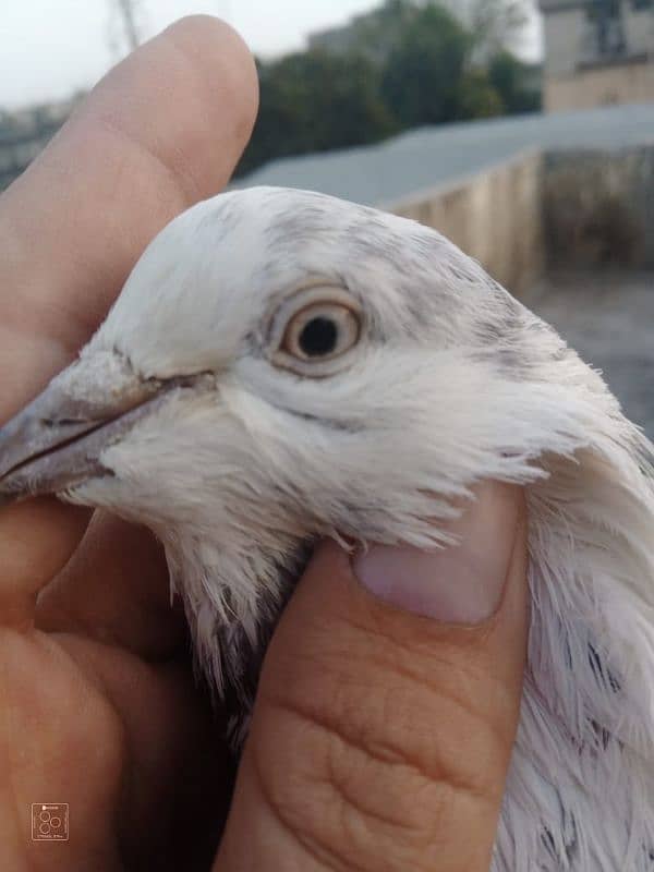 Sialkot pigeon kabootar pair Sialkoti jora 3