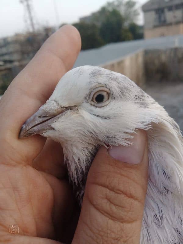 Sialkot pigeon kabootar pair Sialkoti jora 4