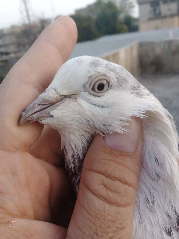 Sialkot pigeon kabootar pair Sialkoti jora 5