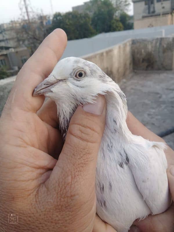 Sialkot pigeon kabootar pair Sialkoti jora 6