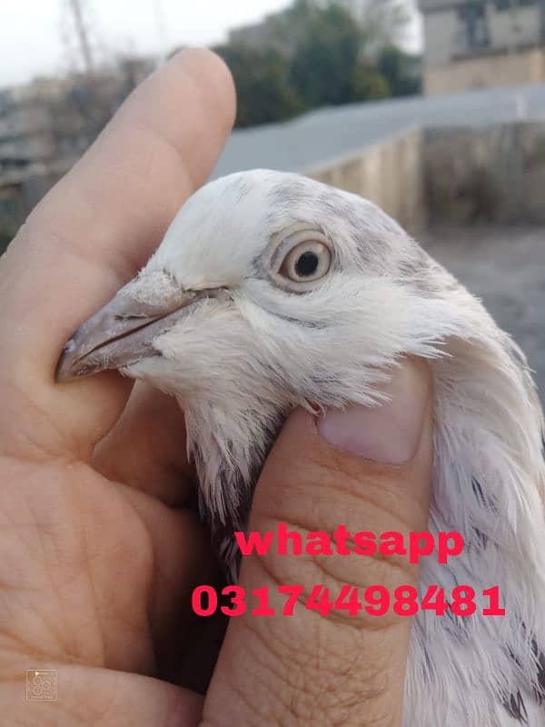 Sialkot pigeon kabootar pair Sialkoti jora 7