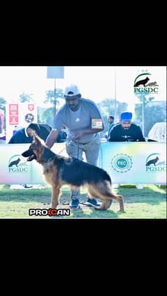 Show Class Gsd Long Coat Female For Sale