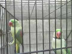 raw parrot pair for sale phone number 03067516514