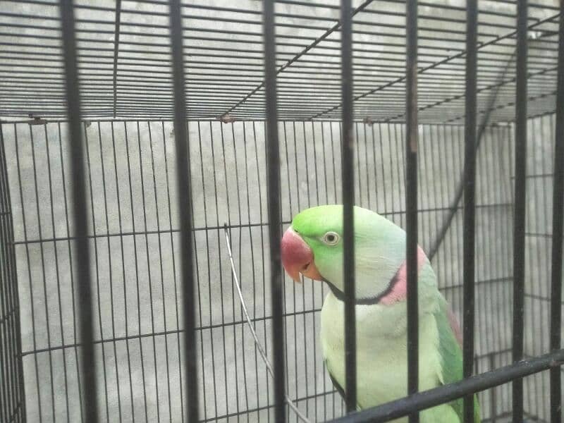 raw parrot pair for sale phone number 03067516514 1