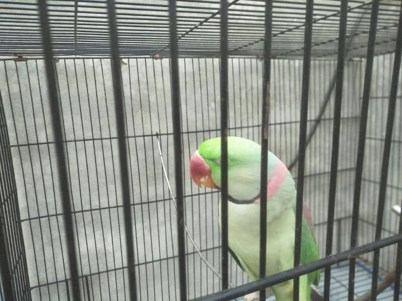 raw parrot pair for sale phone number 03067516514 2