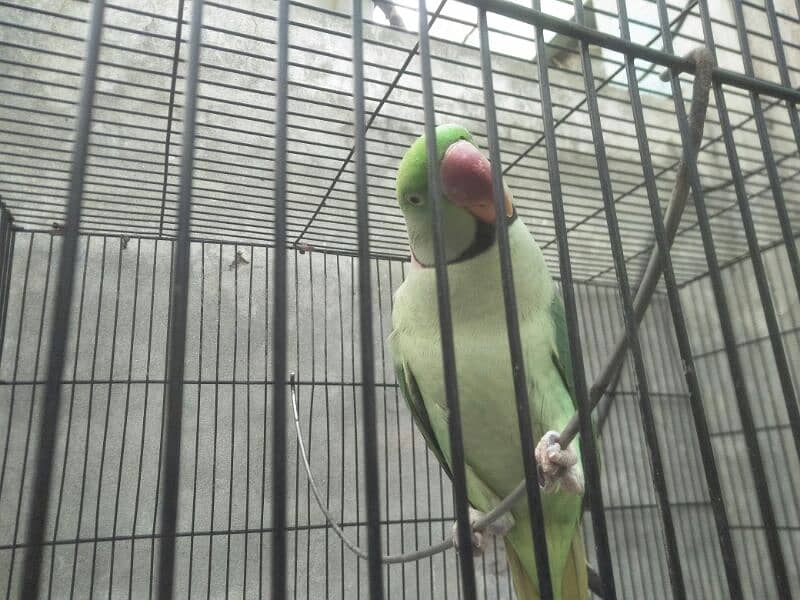 raw parrot pair for sale phone number 03067516514 3