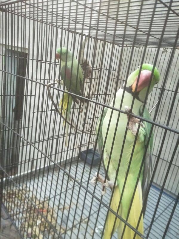 raw parrot pair for sale phone number 03067516514 4