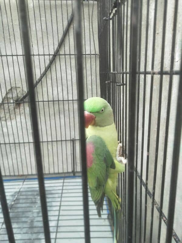 raw parrot pair for sale phone number 03067516514 5