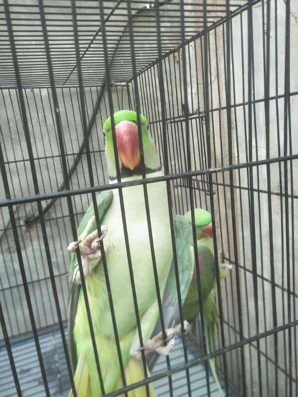 raw parrot pair for sale phone number 03067516514 6