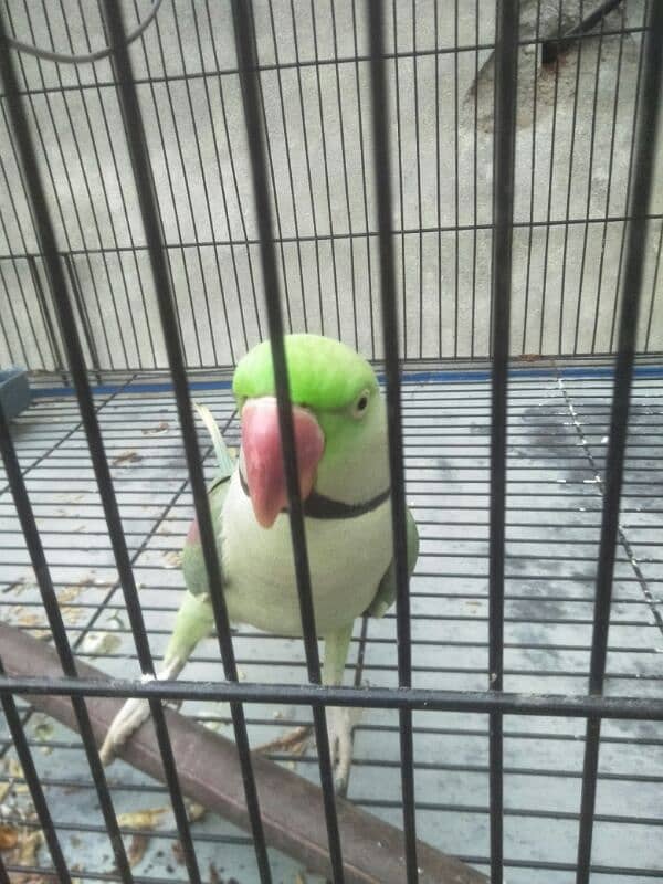 raw parrot pair for sale phone number 03067516514 7