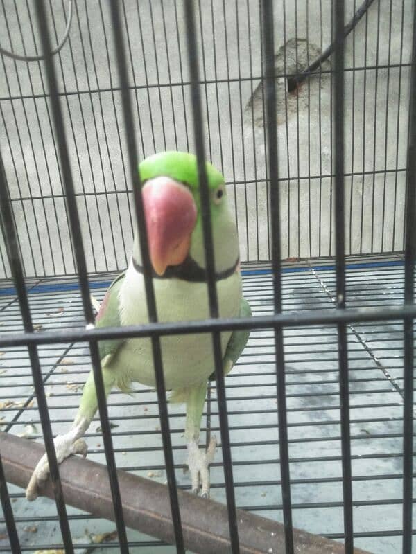 raw parrot pair for sale phone number 03067516514 8