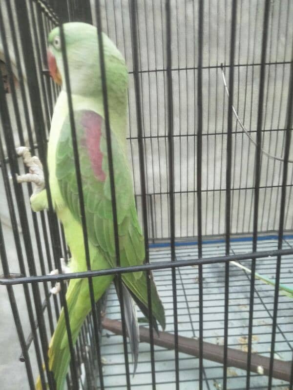 raw parrot pair for sale phone number 03067516514 9