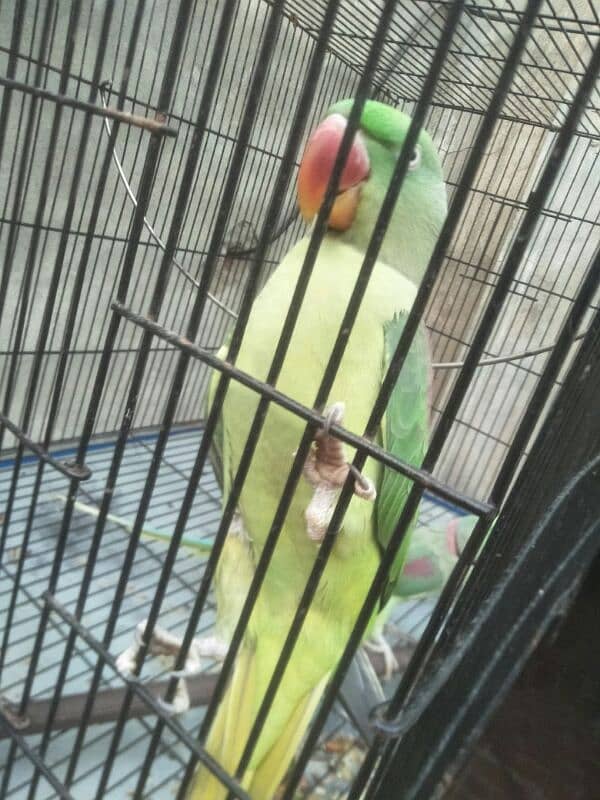 raw parrot pair for sale phone number 03067516514 10