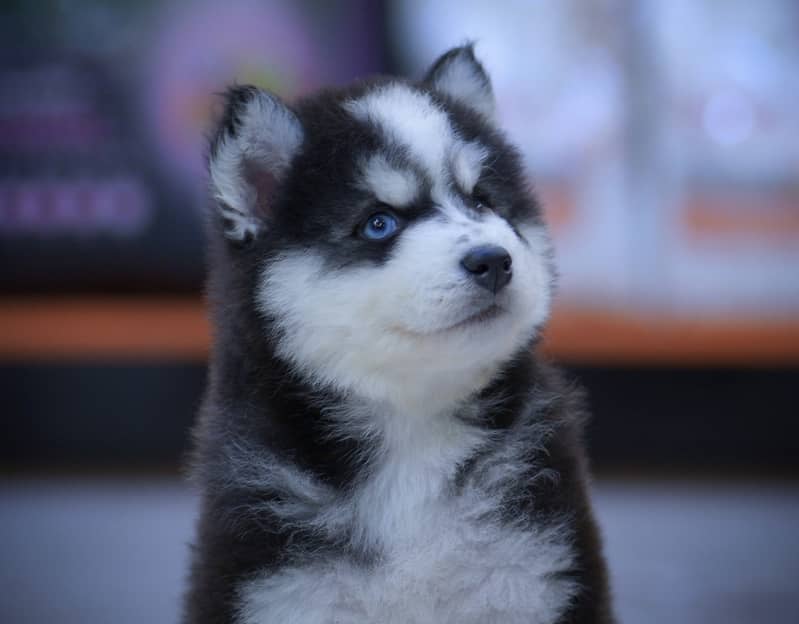 Husky puppies 03361777030 1