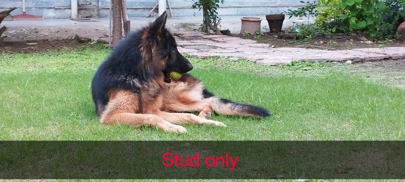 German Shepherd male 0