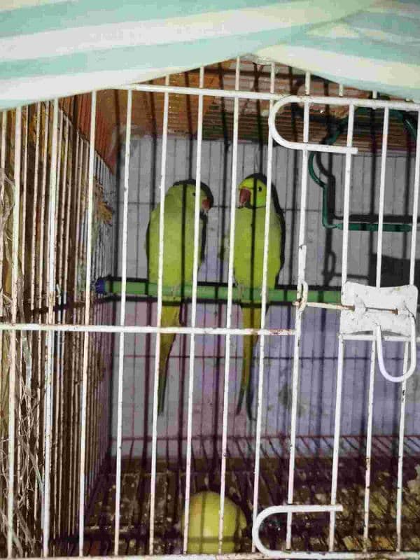 Breeder Pair for Sale 1