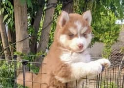 Husky puppies 03361777030