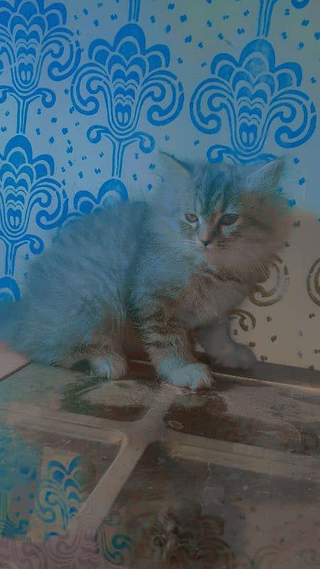 Male kitten  Available Semi punch persian kitten 3