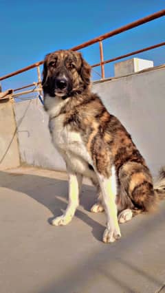 Afghan kuchi pure breed semi trained