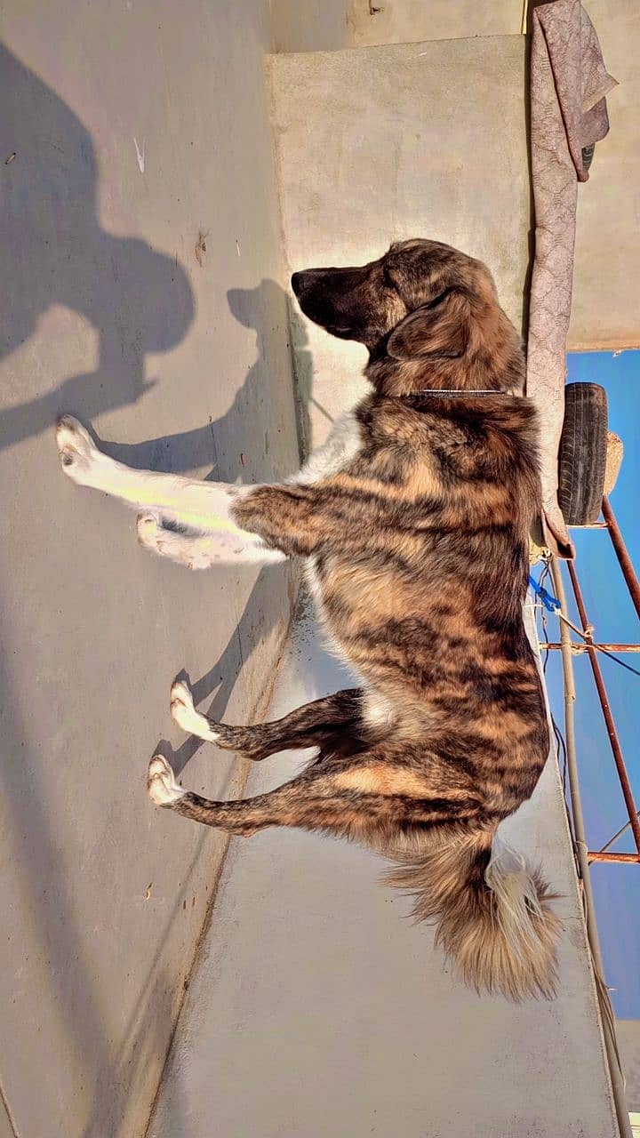 Afghan kuchi pure breed semi trained 1