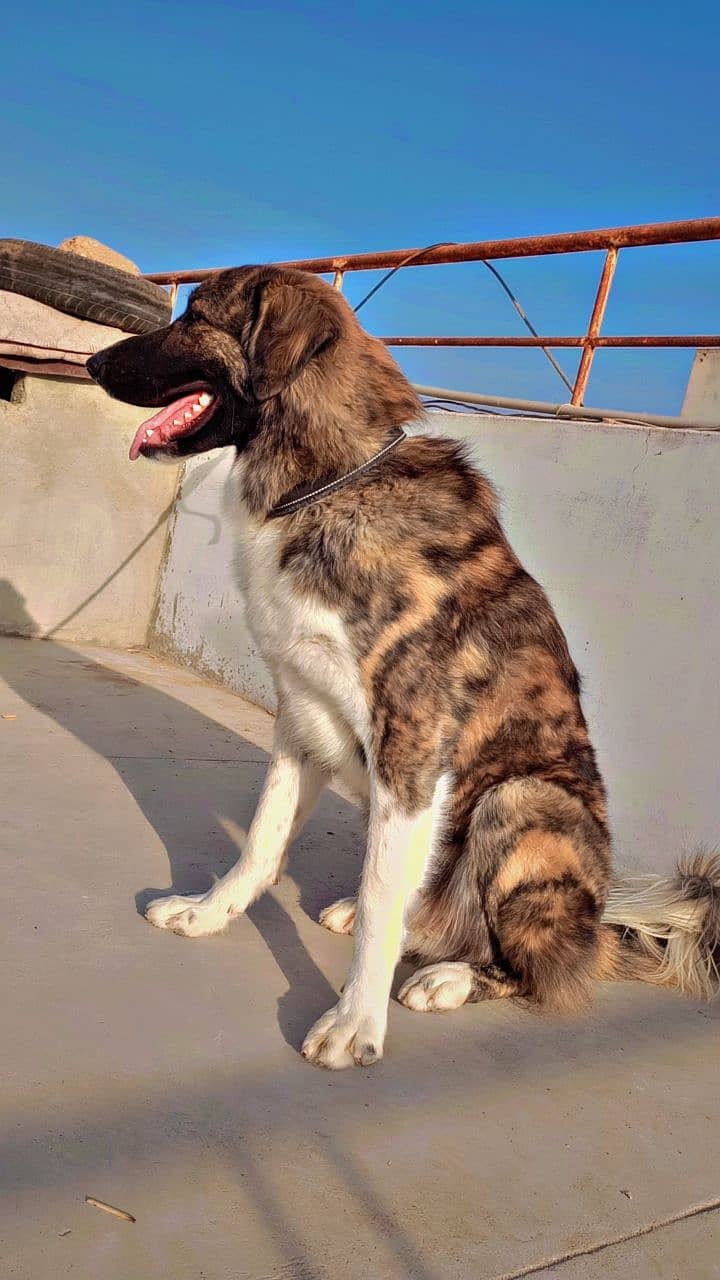 Afghan kuchi pure breed semi trained 2