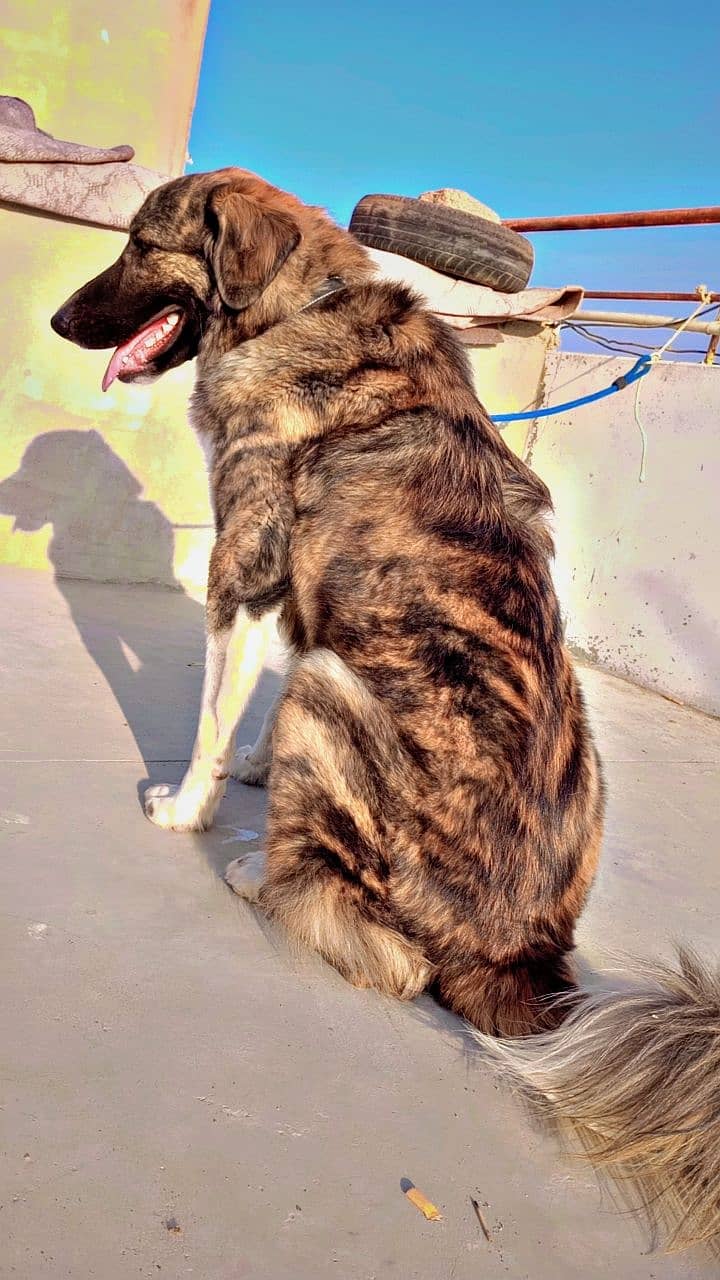 Afghan kuchi pure breed semi trained 3