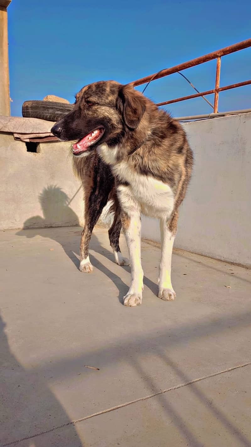 Afghan kuchi pure breed semi trained 5