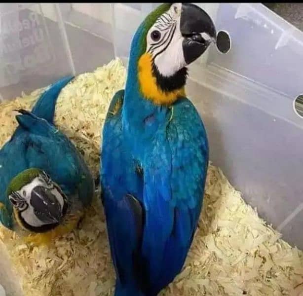 blue Macau parrot chicks for sale 0336/5077(195 2