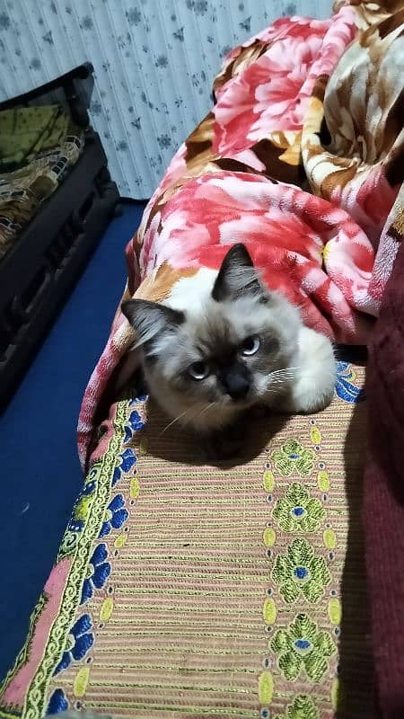 Himalayan cat 9 month 0