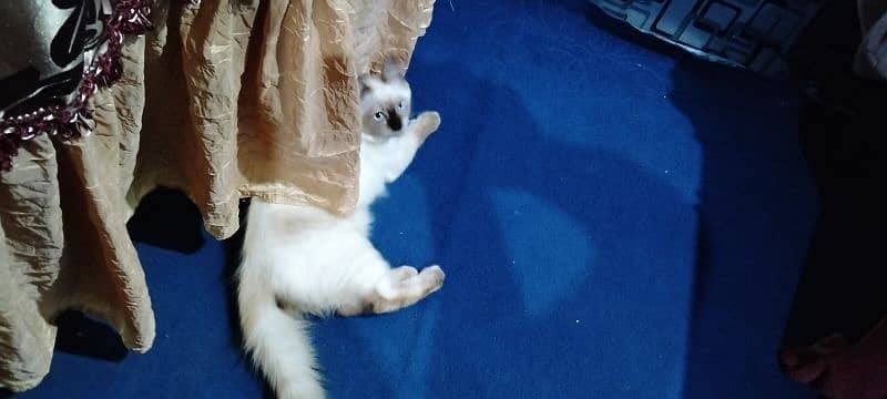 Himalayan cat 9 month 3