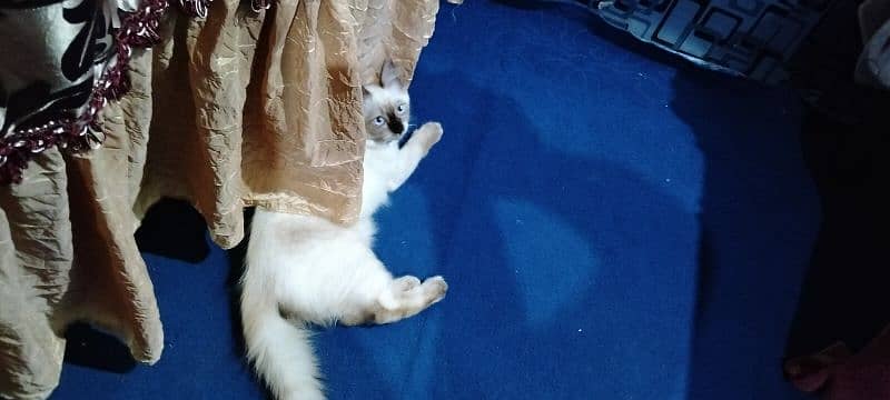 Himalayan cat 9 month 4