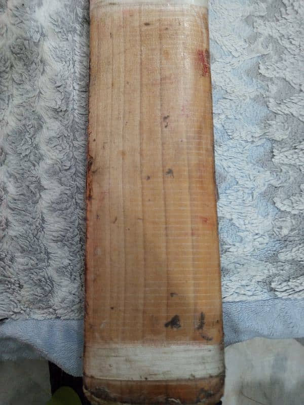 Ceat Cricket Bat English willow 3