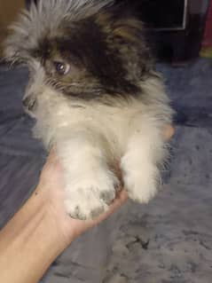 shihtzu puppy female