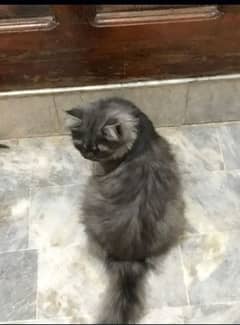 Persian cat for sale