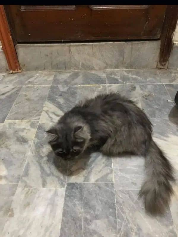 Persian cat for sale 1