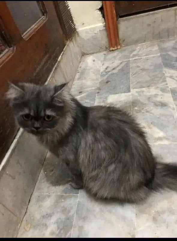 Persian cat for sale 2