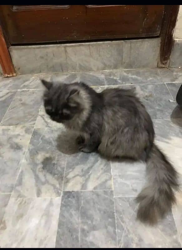 Persian cat for sale 3