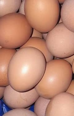 Lohmann brown eggs