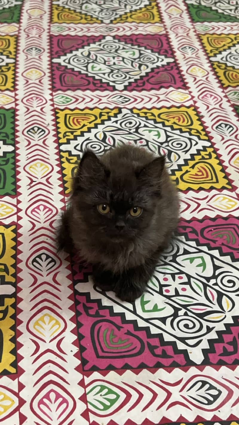 Persian Kitten 0